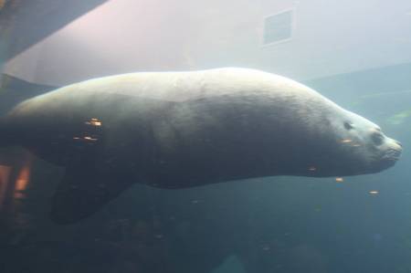 [RT7_132] Sea Life Center