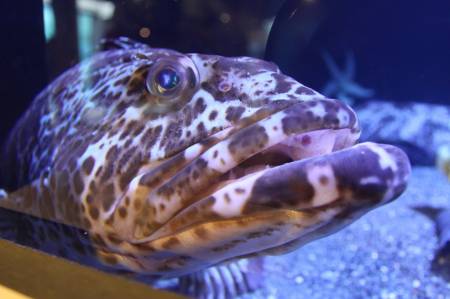 [RT7_133] Sea Life Center