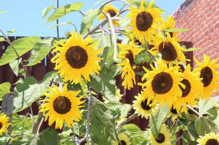 Sunflowers