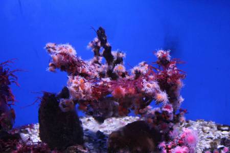 Birch Aquarium.