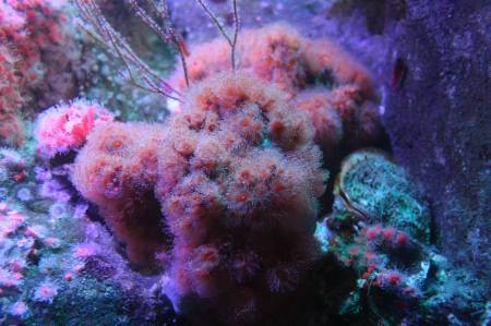 Sea life.