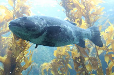 Large sea bass