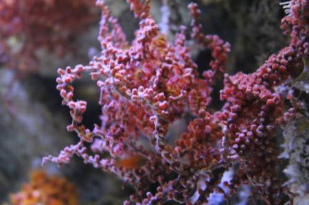 Sea life.