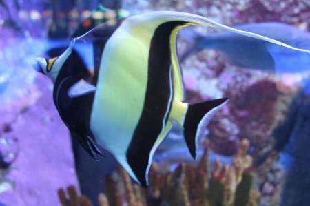 Love this fish.