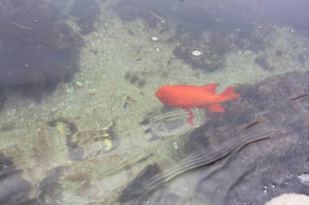 Fish in the tidepool exhibit.
