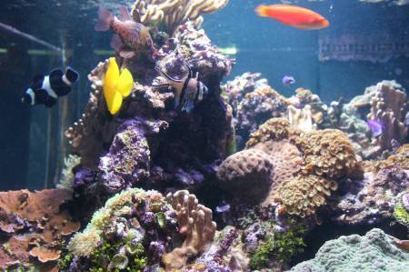 Coral reef display - Birch Aquarium.