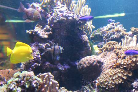 Coral reef display - Birch Aquarium.