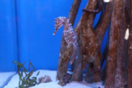 Seahorses - Birch Aquarium.