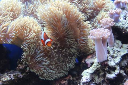 There's Nemo!