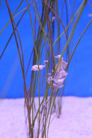Seahorses