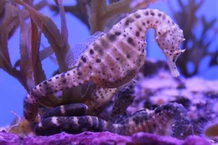 sea horse
