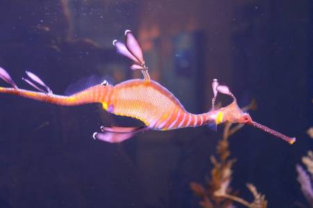 sea dragon