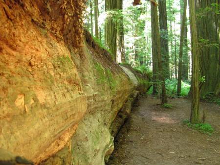 Humbolt Redwoods SP