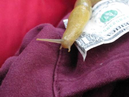 Banana Slug