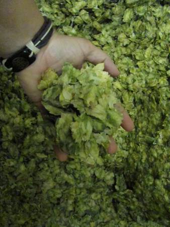 Sierra Nevada Brewery