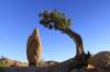 Joshua_Tree_NP_2_CA.JPG