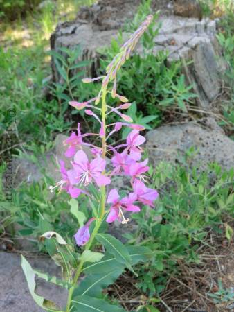 Trappers_Lake_020