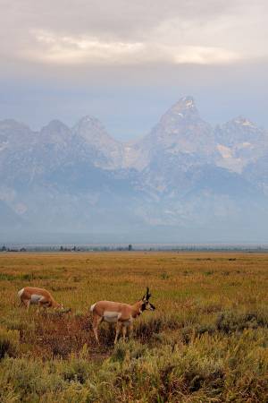 Antelope near Mormon Row, Grand Teton National Park, Wyoming
