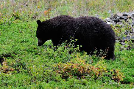 Black Bear, Glacier National Park, Montana