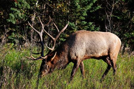 Elk; Jasper National Park, Alberta Canada