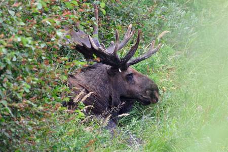 Moose by bridge at Moose, Wyoming (Grand Teton NP)