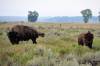 BuffaloGTNP.jpg