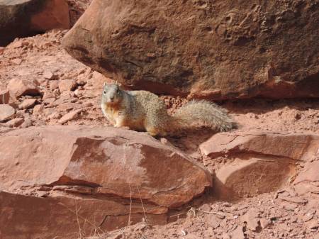 Grand Canyon - lunch buddy