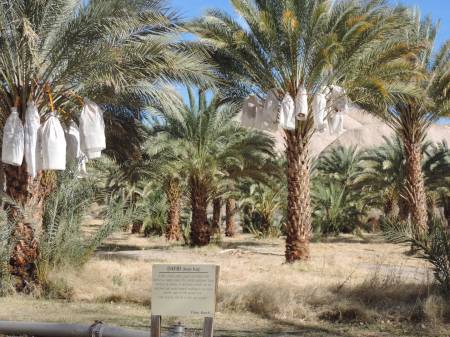 China Ranch Date trees