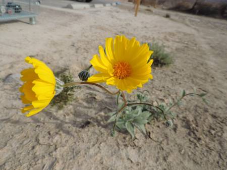 DV flower