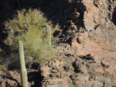 Burro Creek -Barrel Cactus