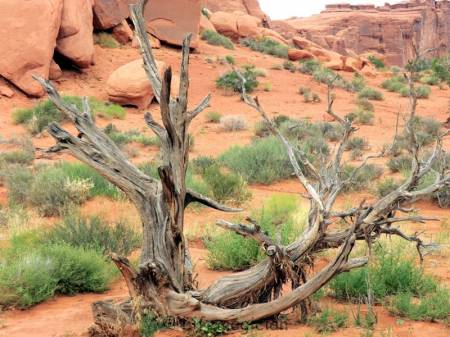 Arches