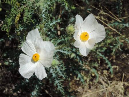 Roadside Prickley Poppy