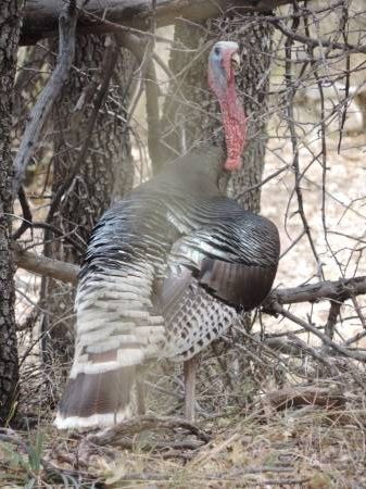 Madera - Wild Turkey