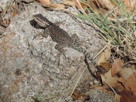 Madera - Mountain Spiny Lizard