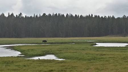 Yellowstone NP