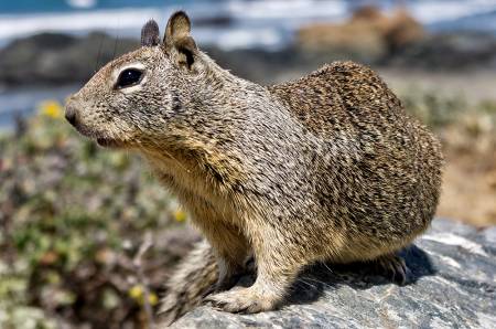 RODENT_2
