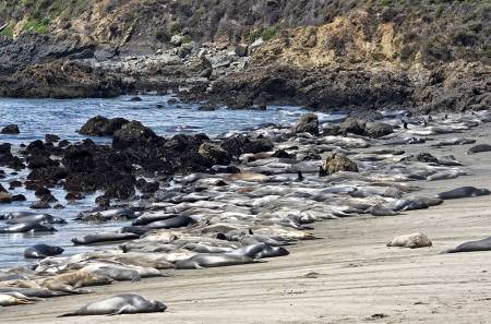 SEA_ELEPHANTS