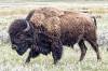 BISON1.jpg