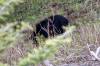 BLACK_BEAR1.jpg