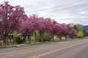 CHERRY_TREES.jpg