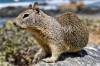 RODENT_2.jpg
