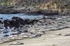 SEA_ELEPHANTS.jpg