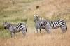 ZEBRAS.jpg