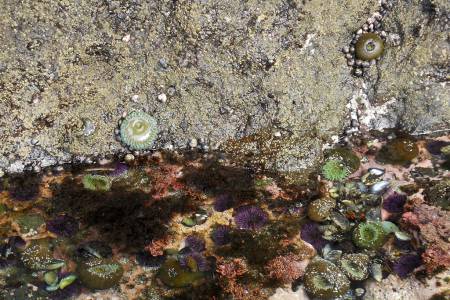 Tide pool and Yaquina Head NWR