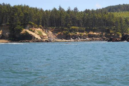Whale sighting in Boiler bay