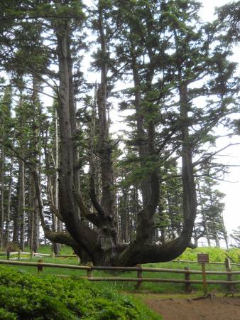 The Octopus Tree at Cape Meares
