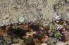 22-Anemones_urchins_corals_and_mussels.JPG