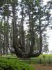 51-The_Octopus_Tree.JPG