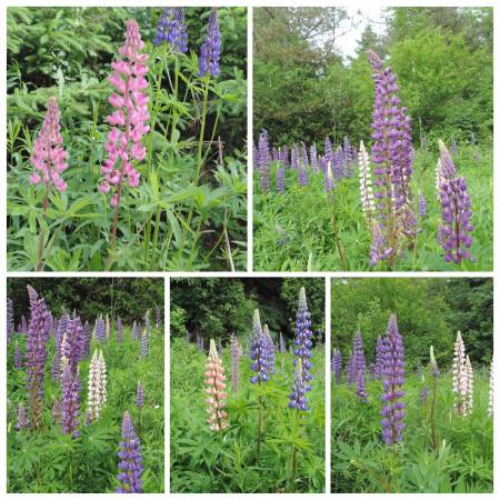 image1256