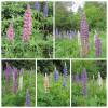 image1256.jpg
